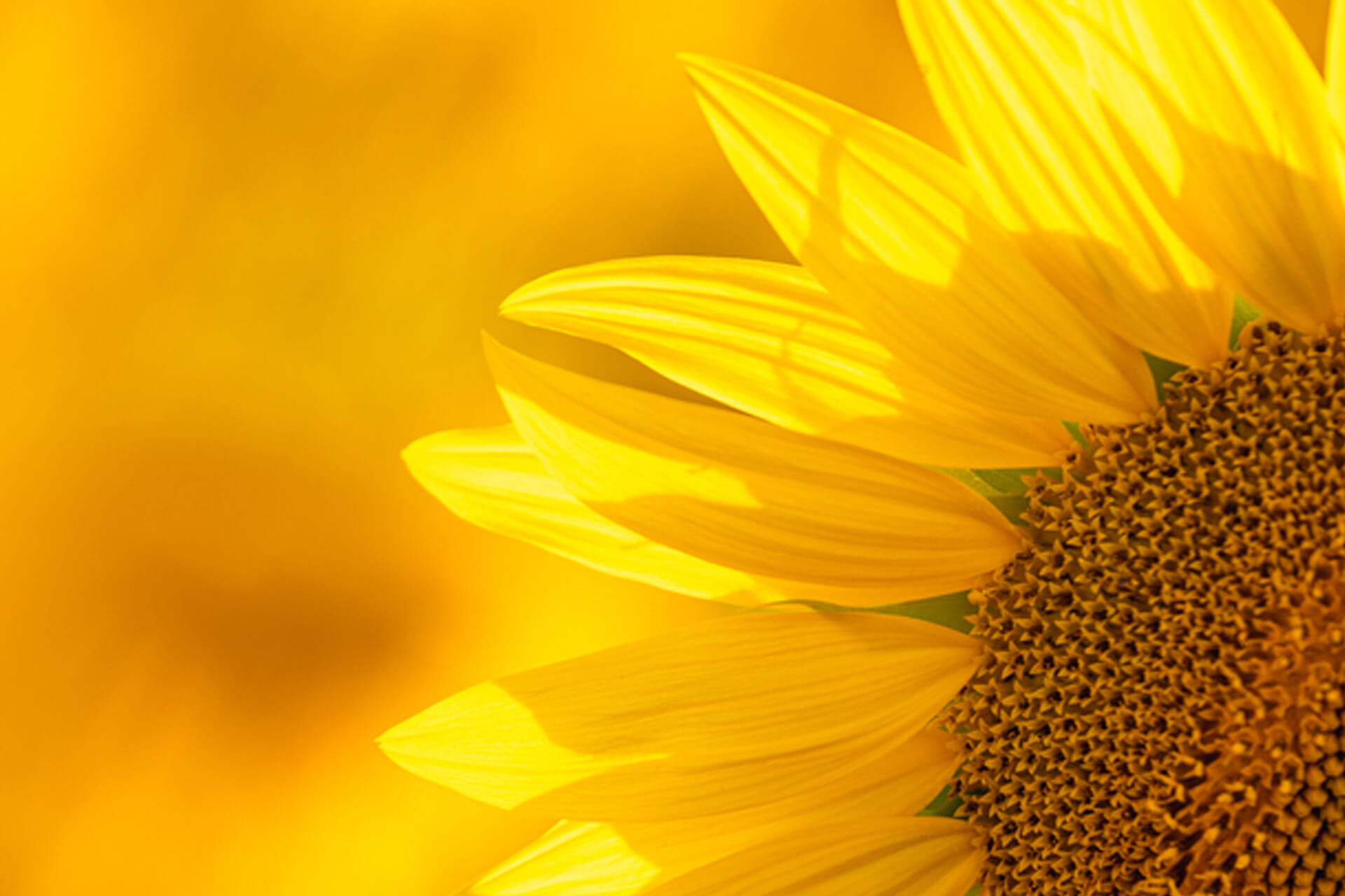 SPF 50 PA+++ Sunscreen Serum